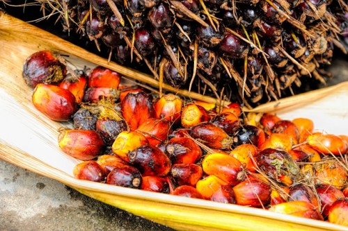 Palm Oil Production Goes Remote